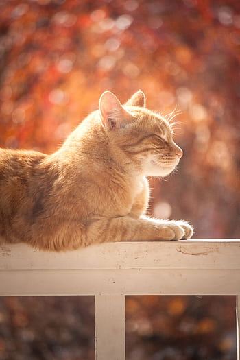 A peaceful tabby cat basks in the warm sunlight on a porch with autumn leaves in the background. HD phone wallpaper