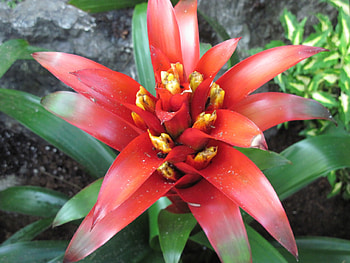 Flowers on a walking day 05, graphy, Bromeliads, green, red, Flowers HD wallpaper