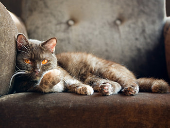 Cat on a chair, animal, kitten, cute, cat, feline HD wallpaper