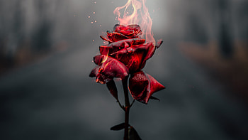 Burning Rose , rose, graphy HD wallpaper