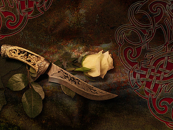 Rose HD wallpaper