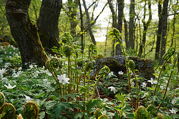 Fern, Forest, Nature, White Flower HD wallpaper