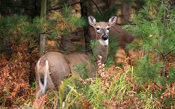 Animals, Deers HD wallpaper