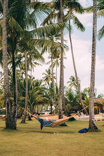 Relax in a hammock under palm trees on a tropical beach. HD phone wallpaper