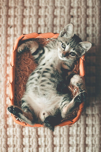 A cute tabby kitten lies comfortably in a woven basket, displaying charm. HD phone wallpaper