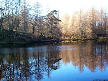 Relaxing Forest with Lake, summer, wildlife, nature, water, forest, lake, tree HD wallpaper