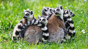 Lemur ultra , Wildlife appreciation, Primate beauty, Nature's marvels HD wallpaper