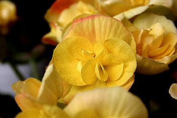 Yellow Flowers, bature, yellow, beautiful, flowers HD wallpaper