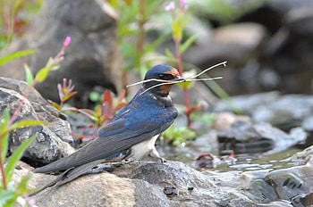Swallow, Birdwatching adventures, Feathered beauty, Avian enthusiasts HD wallpaper