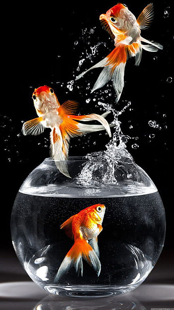Aquarium, Goldfish HD phone wallpaper