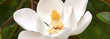 Magnolia Trees, Elegant, Texas Landscape HD wallpaper