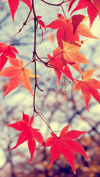 Maple , Autumn foliage HD phone wallpaper
