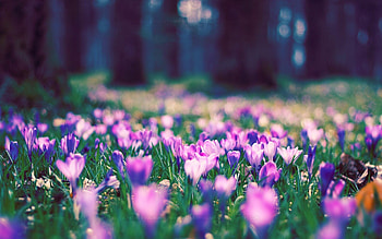 Crocus, Spring HD wallpaper
