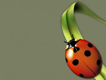 The bug, leaf, bug HD wallpaper
