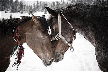 sweet horses, sweet, horses, nature, love HD wallpaper