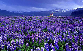 VIOLET OCEAN, field, violet, house, sky, flowers, mountain HD wallpaper