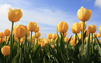 Flowers, Sky, Tulips, Sunny HD wallpaper