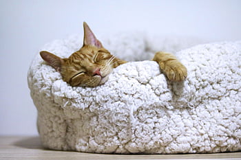 Adorable ginger cat peacefully sleeps in a soft, fluffy basket indoors. HD wallpaper