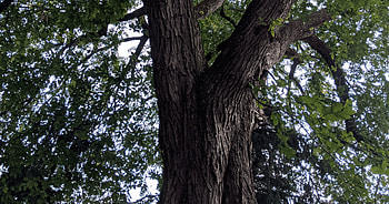 Last remaining American, Elm tree, Lebanon, History HD wallpaper