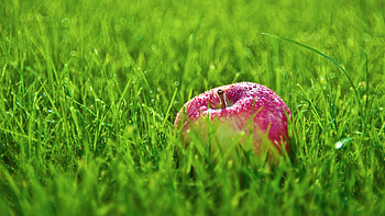 Food, Grass, Apple, Drops HD wallpaper