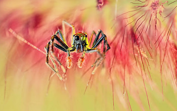 Spider, pink, paianjen, green, insect HD wallpaper