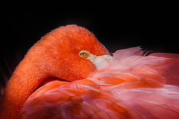 Feathers, pink bird, flamingo HD wallpaper