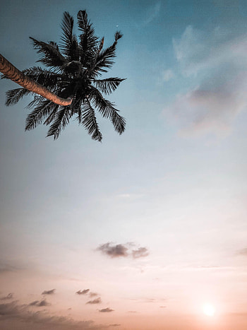 Nature, Sky, Twilight, Palm, Branches, Dusk HD phone wallpaper