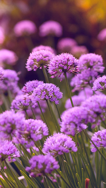 Purple flowers , Sony Xperia X, XZ Z5, Premium HD phone wallpaper