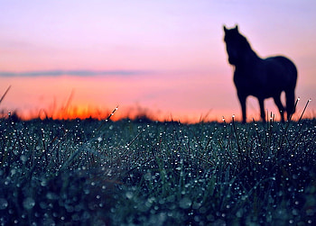 Dawn of Beauty (For wolfluv4), gorgeous, horse, dew, beauty HD wallpaper