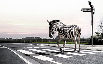 Zebra , Graceful herbivores, African savannah, Nature's beauty HD wallpaper