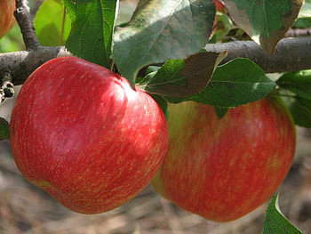 Just The Right One For A Apple Pie, sweet, delicious, apple, tree HD wallpaper