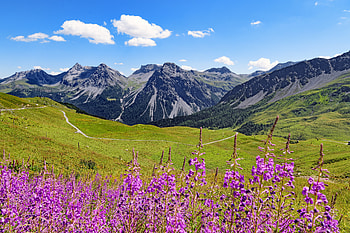 Landscape, Nature, Flowers, Mountains, Vertex, Tops, Wildflowers HD wallpaper
