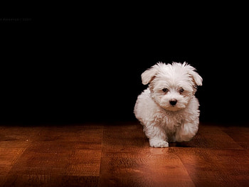 Animals, Dogs HD wallpaper
