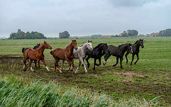Horses, Animals HD wallpaper