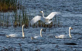 Egret and Swans, Latvia, swans, egret, water, birds HD wallpaper