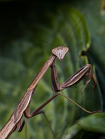 Animals, Macro, Insect, Mantis, Focus HD phone wallpaper