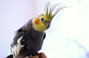 Cockatiel molting tips, Seasonal feather changes, Parrot molting advice, Feather care HD wallpaper