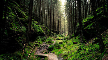 National forest views, Stunning landscapes, Serene nature, -perfect beauty HD wallpaper