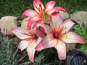 Beautiful Lilies, graphy, green, Flowers, grass, lily HD wallpaper