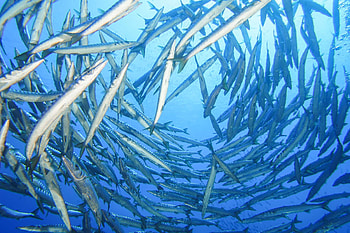 Barracuda point, Blu Tek diving, Scuba diving, Underwater exploration HD wallpaper