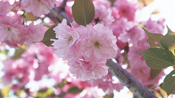 Flowers, Plant, Macro, Petals HD wallpaper