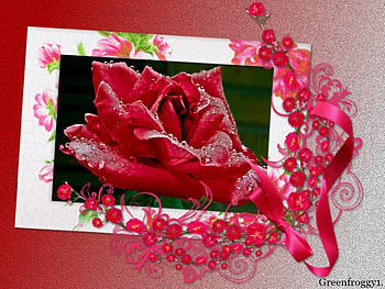 RED ROSE, ROSE, FRAMED, , RED HD wallpaper