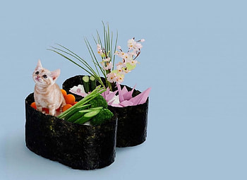 Sushi Cat, kitten, blue, animal, kitty, cute, oriental, nice, 3d, cg, , adorable, japanese, sweet, delicious, cat, food, kawaii, pretty, sushi, lovely, realistic HD wallpaper