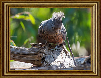 FRAMED BIRD, NATURE, , BIRD, FRAMED HD wallpaper