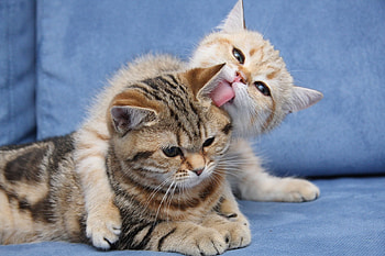 Animals, Couple, Pair, To Lie Down, Lie, Muzzle, Care, Kittens HD wallpaper