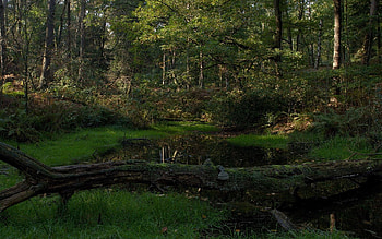 Nature, Lake, Wood, Forest, Tree, Shadow, Cool, Moss, Dead, Coolness HD wallpaper