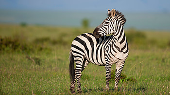 Zebra , background , Majestic creature, Striped beauty HD wallpaper