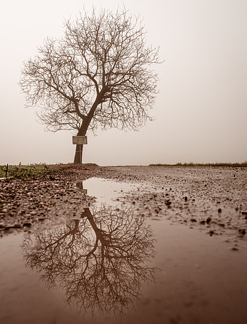Nature, Reflection, Wood, Tree, Fog, Wet, Puddle HD phone wallpaper