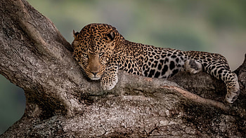 Leopard Is Lying Down On Tree Trunk With Stare Look In Blur Background Leopard HD wallpaper