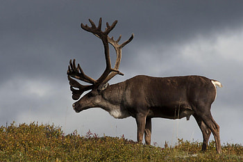 Caribou , Stunning backgrounds, Majestic animals, Natural splendor HD wallpaper